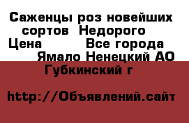 Саженцы роз новейших сортов. Недорого. › Цена ­ 350 - Все города  »    . Ямало-Ненецкий АО,Губкинский г.